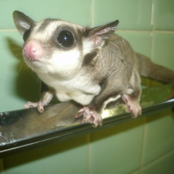 This Closet Supports a Small Animal Rescue. - Picture 2 of 15